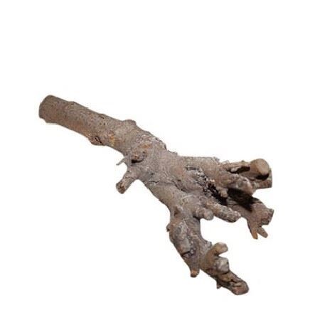 Kuwa root 40cm