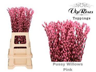 Salix Pussy Willow Pink