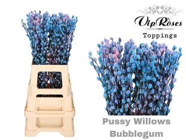 Salix Pussy Willow Bubbelgum
