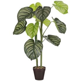 Pot Caladium d15*100cm