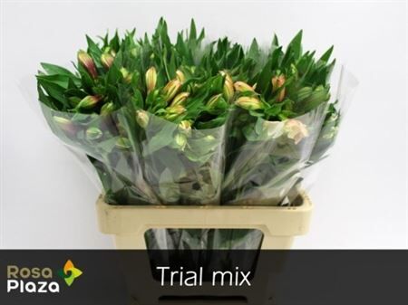 Alstr Gem In Fust Ethiopie