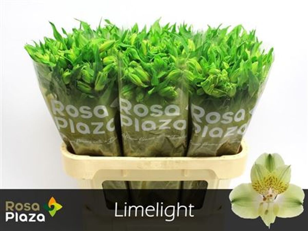 Alstr Limelight Ethiopie | Van der Plas