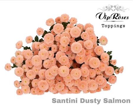 Chr S Dusty Salmon
