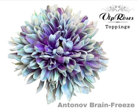 Chr G Antonov Brain Freeze