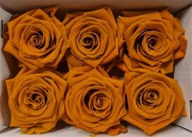 Ro Pres Classic Orange Lime