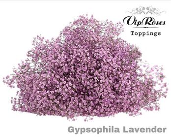 Gyps Pa Lavendel