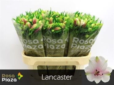 Alstr Lancaster Ethiopie