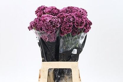 Di St Nobbio Burgundy