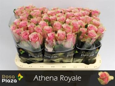 R Gr Athena Royale