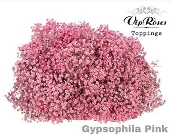 Gyps Pa Pink