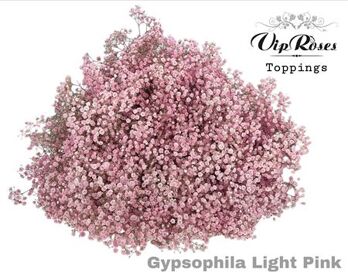 Gyps Pa Light Pink