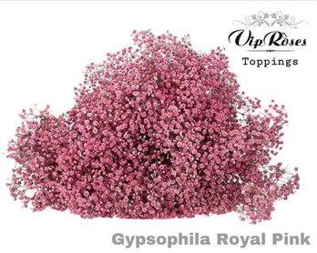 Gyps Pa Royal Pink