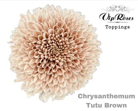 Chr G Tutu Brown