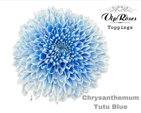 Chr G Tutu Blue