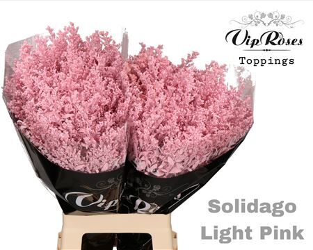 Solidago Light Pink