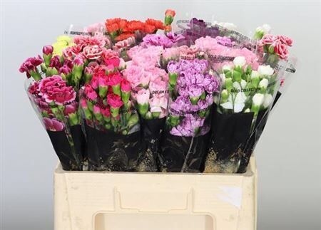 Di Tr Mixed Assorted