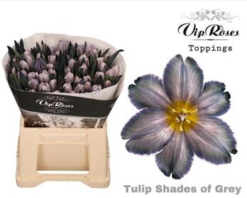 Tu En A Shades Of Grey