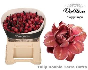 Tu Du Double Terracotta