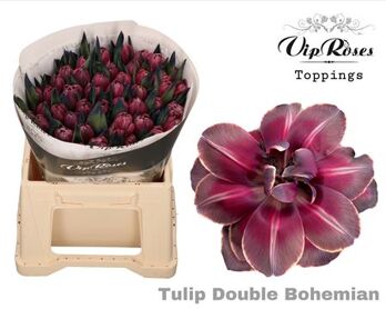 Tu Du Double Bohemian