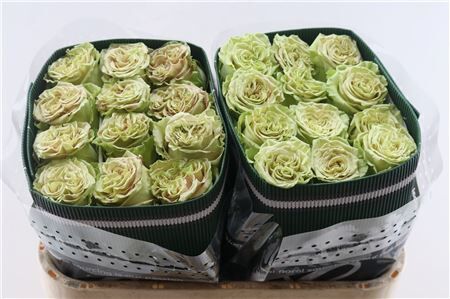 R Gr Matcha