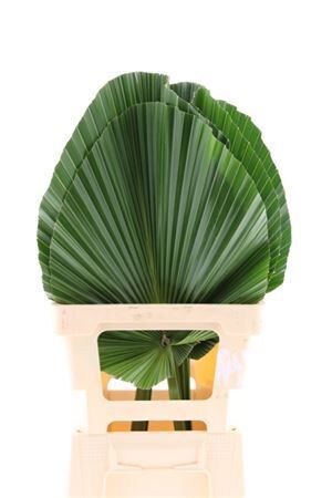 Wasingtonia Cut