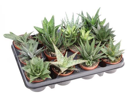 Aloe - Haworthia Gemengd