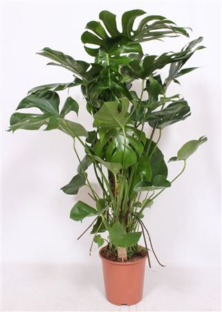 Monstera Deliciosa