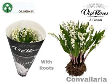 Convallaria Majalus X25
