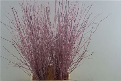 Berk 70cm Lichtroze Pbs