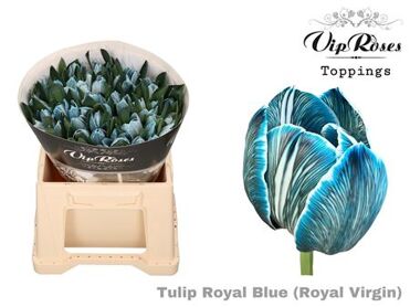 Tu En Rv Royal Blue