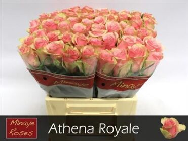 R Gr Athena Royale