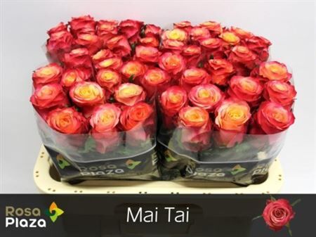 R Gr Mai Tai