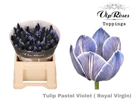 Tu En Rv Pastel Violet