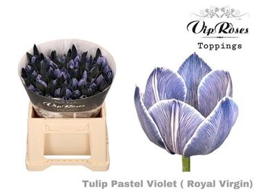 Tu En Rv Pastel Violet