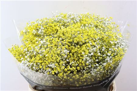 Gyps Pa. Rainbow White / Yellow