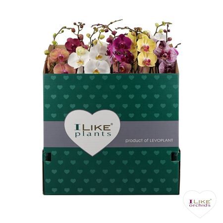 Phal 1 Tak Mix 70 Cm Italie