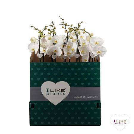 Phal 1 Tak White 70 Cm Italie