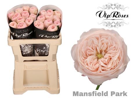 R Kl Mansfield Park X20