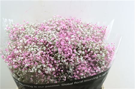 Gyps Pa. Disco White / Light Pink
