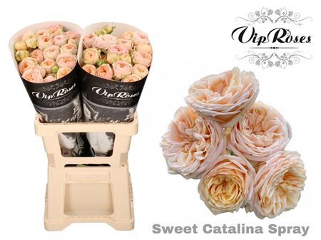 R Tr Sweet Catalina+