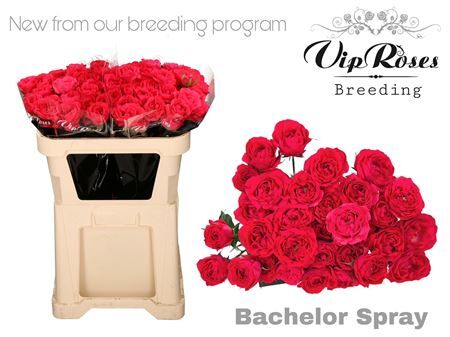 R Tr Bachelor