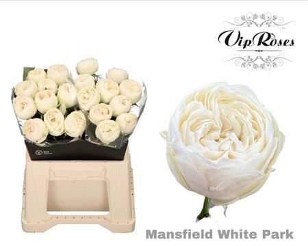 R Gr Mansfield White Park
