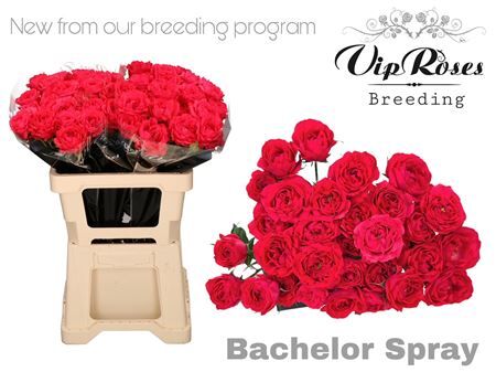 R Tr Bachelor 577