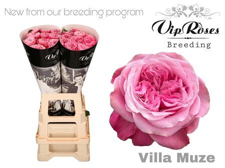 R Gr Villa Muze X20