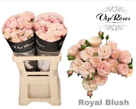 R Tr Royal Blush