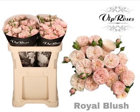 R Tr Royal Blush (vip)