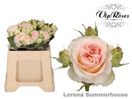 R Tr Lorena Summerh