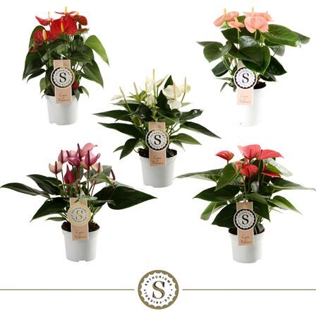 Anth A Misto 5 Colori