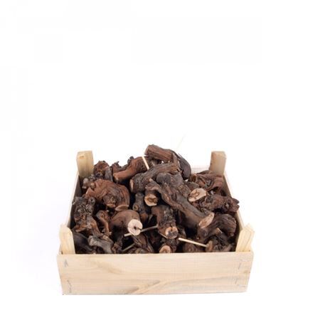 Cep/vigne 8-10cm