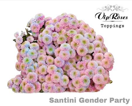 Chr S Gender Party